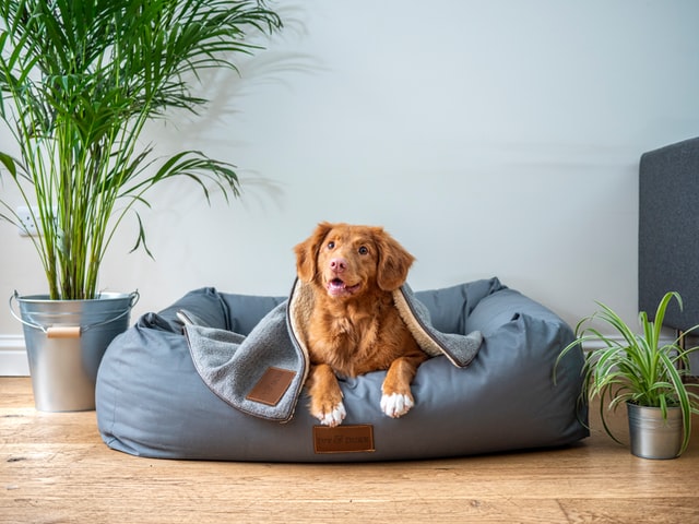 A dog sitting on the couch